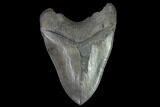 Serrated, Fossil Megalodon Tooth - South Carolina #93266-2